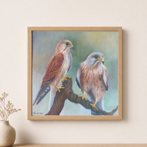 Rock Kestrel Pair McDougall’s Bay